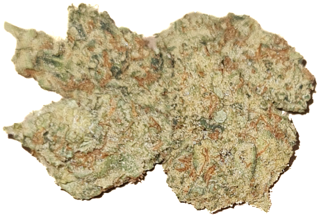 1g Premium Quality Golden Cheese Indoor