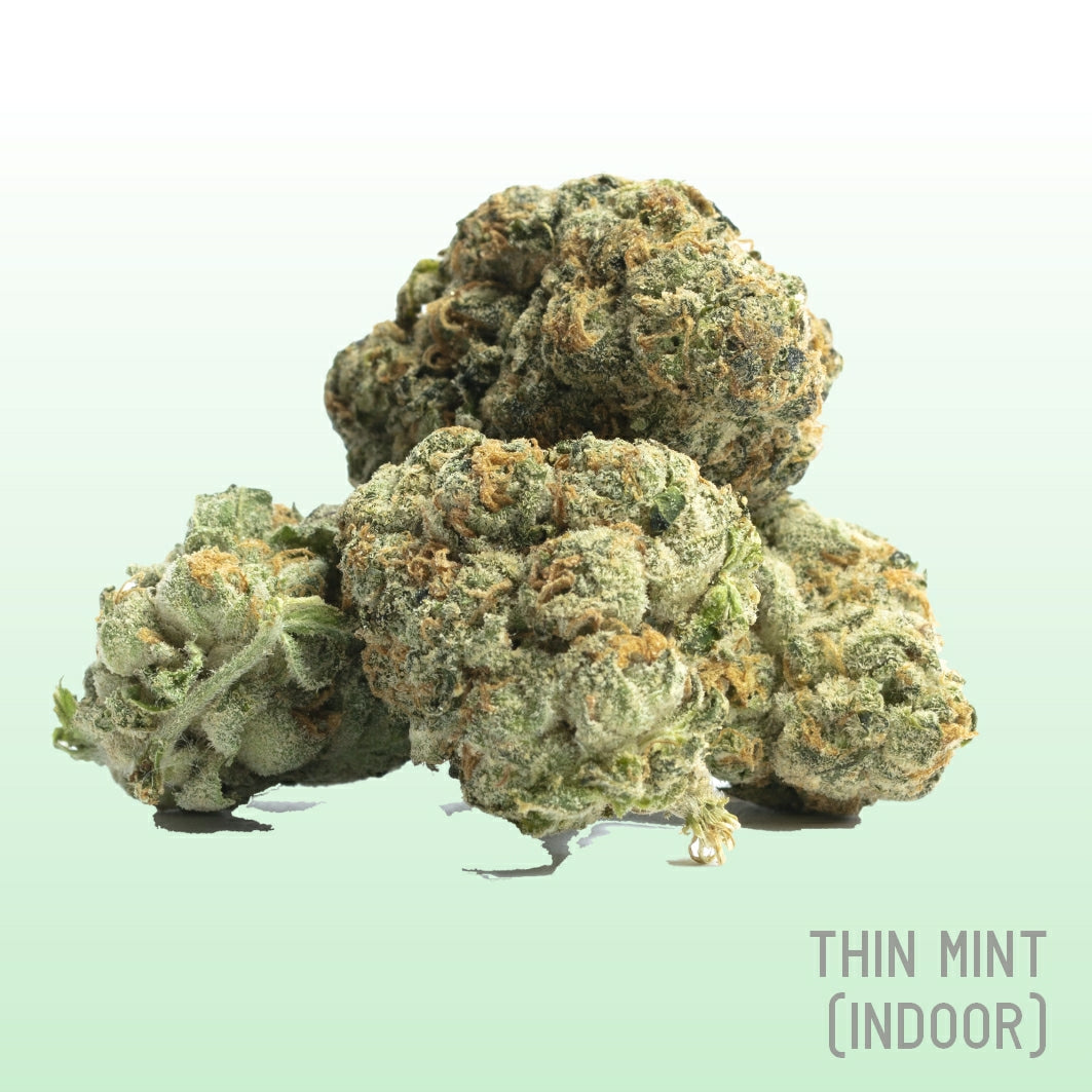 Thin Mints (Indoor)