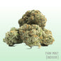 Thin Mints (Indoor)