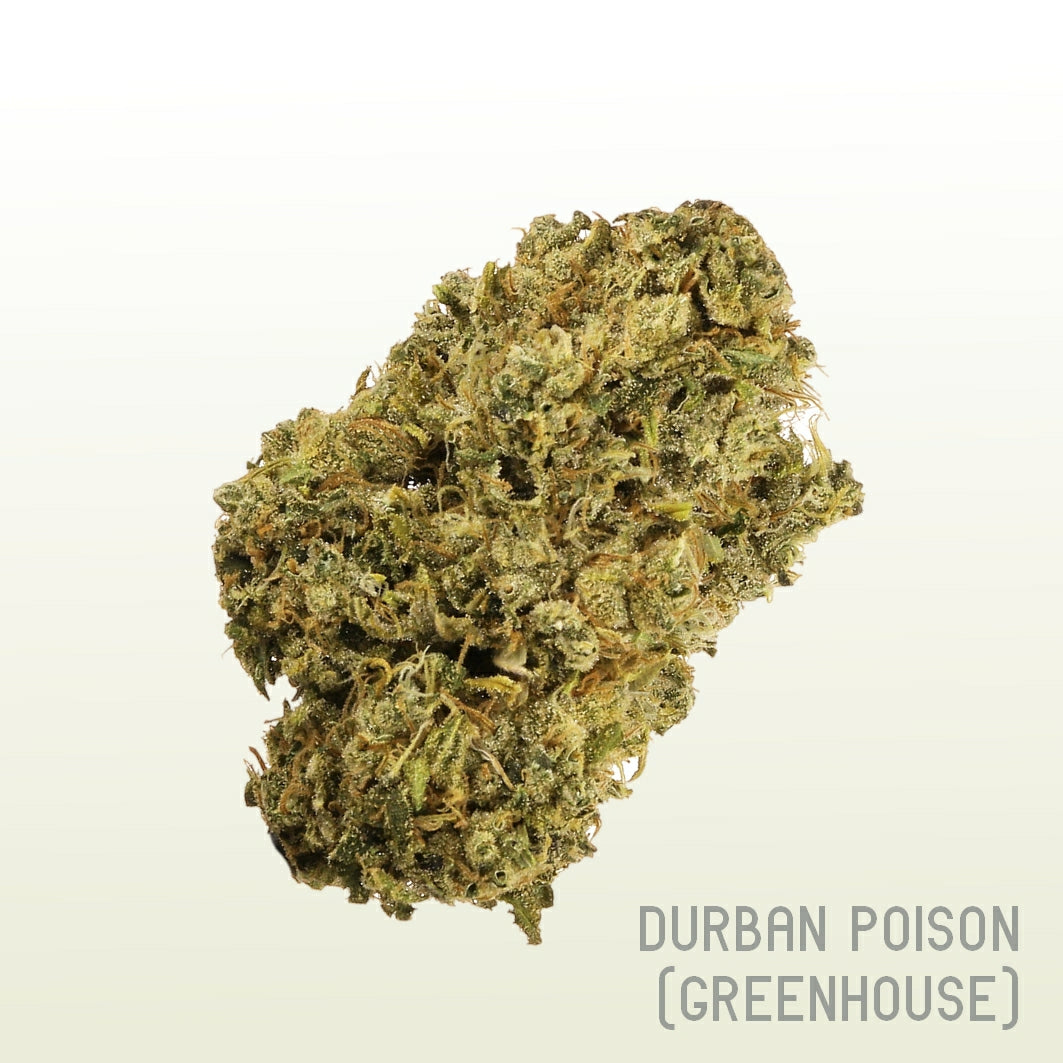 Durban Poison (Greenhouse)