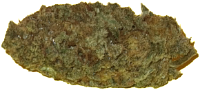 Frosted Apricot Greenhouse 1g